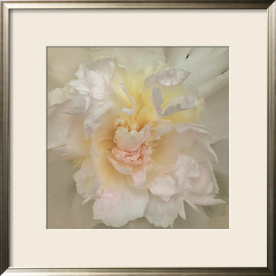 Paeonia Framed Print Paeonia Framed Print