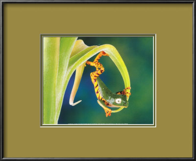 The Acrobat Framed Print The Acrobat Framed Print