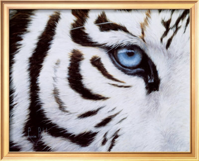Blue Eyes Framed Print Blue Eyes Framed Print