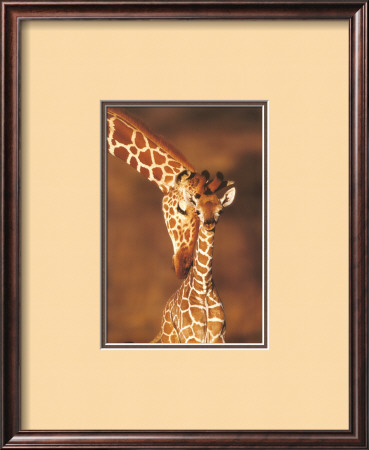 Giraffes, Namibia Framed Print Giraffes, Namibia Framed Print