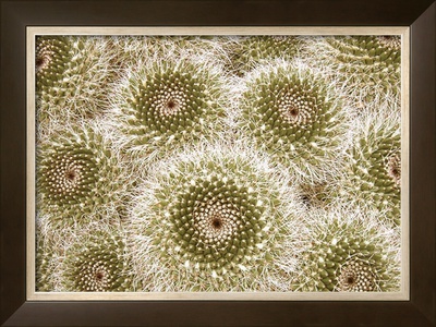 Cactus Spirals Framed Print Cactus Spirals Framed Print