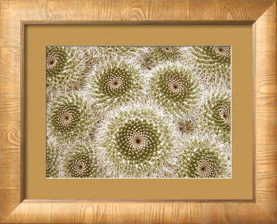 Cactus Spirals Framed Print Cactus Spirals Framed Print