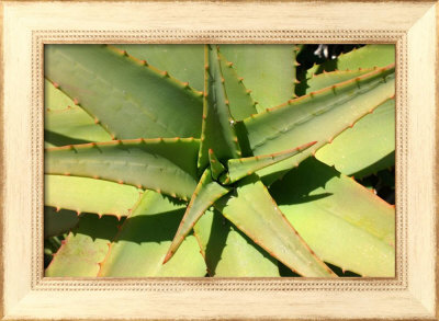 Cactus Framed Print Cactus Framed Print