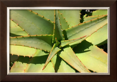Cactus Framed Print Cactus Framed Print