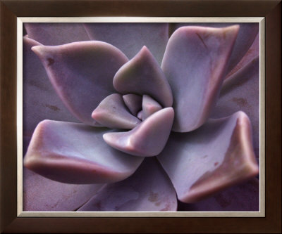 Succulent Framed Print Succulent Framed Print
