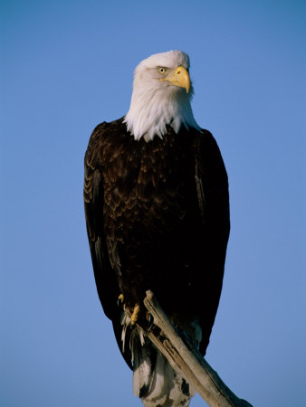 An American Bald Eagle Sits on Dead Tree Branch Stretched Canvas Print