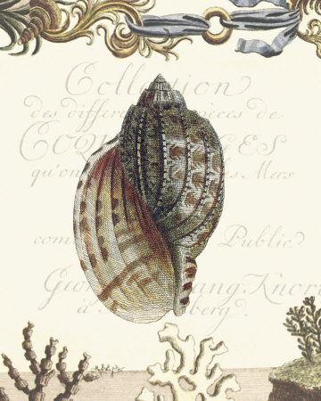 Coquilles III Print Coquilles III Print