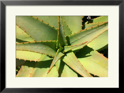 Cactus Framed Print Cactus Framed Print