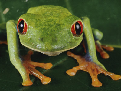 tree frog pictures. Close-up of a Tree Frog