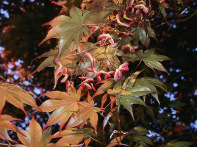 japanese maple tree meaning. japanese maple tree meaning.