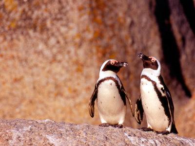 African+jackass+penguin