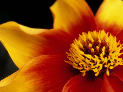 Dahlia "Moonfire" Stretched Canvas Print