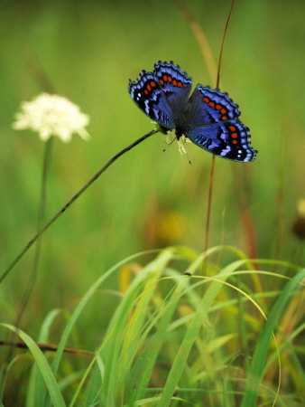 Printable colorful butterflies - George Brown's Google Sniper .