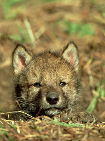 black anime wolf pup. Grey Wolf, Pup at Den in
