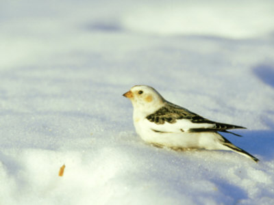 Snow Bunting, Vermont, USA Other Snow Bunting, Vermont, USA Other