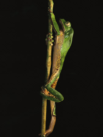Tree+frogs+climbing