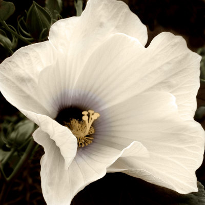 Hibiscus View Limited Edition on Canvas Hibiscus View Limited Edition on Canvas