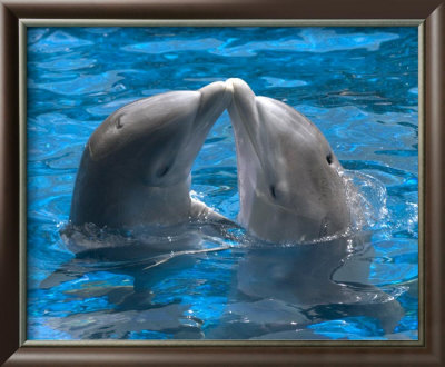 Dolphin kiss Framed Print Dolphin kiss Framed Print