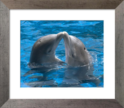 Dolphin kiss Framed Print Dolphin kiss Framed Print