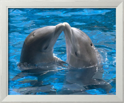 Dolphin kiss Framed Print Dolphin kiss Framed Print