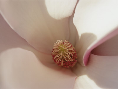 Spring Flowers, Magnolia, Mid-April, Massachusetts Stretched Canvas Print