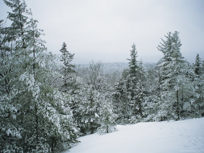snow-covered-evergreens-in-a-winter-landscape.jpg