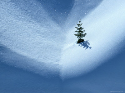 Small Evergreen Tree Clinging to the Side of a Snow Covered Mountain, Rocky Mountains Stretched Canvas Print