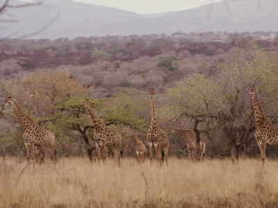 A Group of Reticulated Giraffes in the Savanna Stretched Canvas Print