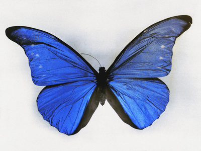 Blue Butterfly Stretched Canvas Print