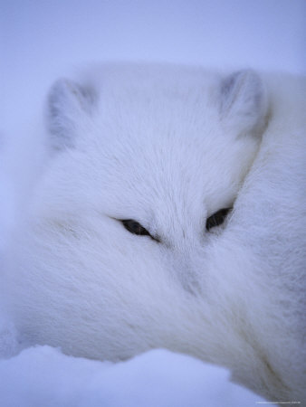 An Arctic Fox Buries Itself in the Crisp White Snow Stretched Canvas Print