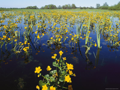 Spring Flood Plains with Wildflowers Stretched Canvas Print
