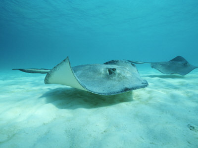 images of ocean floor. A Pair of Southern Stingrays Swim over Ocean Floor Photographic Print