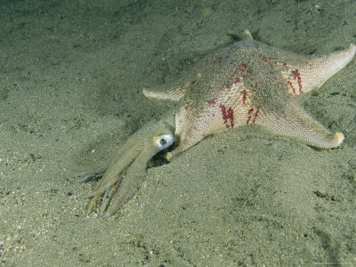 A+squid+eating