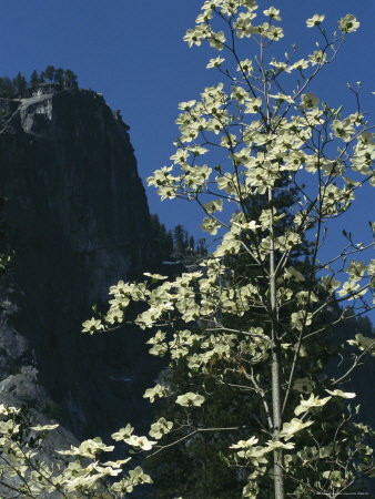 Dogwood+tree+blossoms