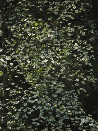 Dogwood+tree+blossoms