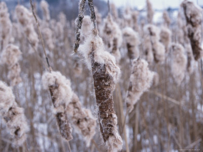 Close-up of Cattails Photographic Print Close-up of Cattails Photographic Print