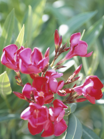 Blooming Pink Freesia Photographic Print Blooming Pink Freesia Photographic Print
