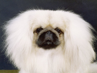 Pekingese, 1981 Photographic Print Pekingese, 1981 Photographic Print