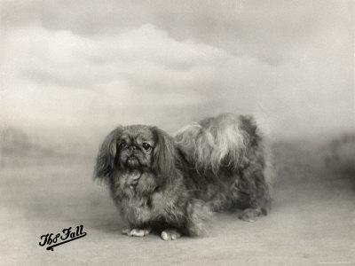 Champion Wee-Dah of Fewling Owned by Elkan Photographic Print Champion Wee-Dah of Fewling Owned by Elkan Photographic Print