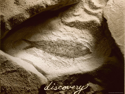 Fossilized Fish Other Fossilized Fish Other