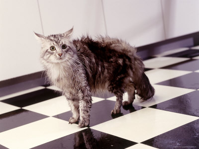 White Tile Floor on Cat Walking Across Black And White Tile Floor Other At Art Co Uk