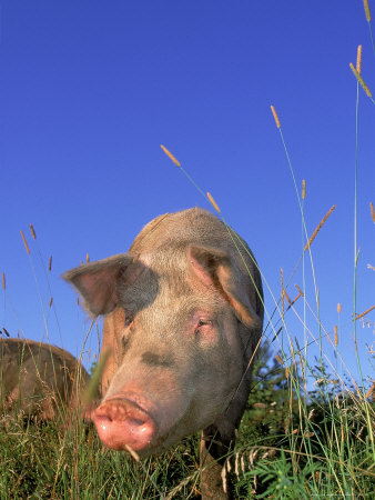 Pig in a Field Other Pig in a Field Other