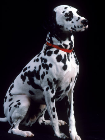 Dalmatian Dog Other Dalmatian Dog Other