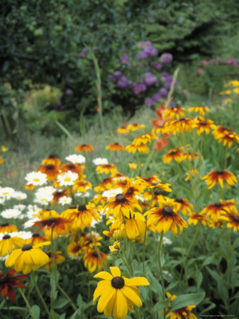 Washington Garden Other Washington Garden Other