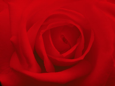 Red Rose, Close-up Other Red Rose, Close-up Other