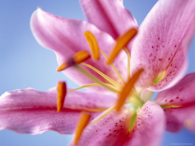 Acapulco Lily Other Acapulco Lily Other