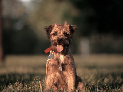 Terrier Puppy Other Terrier Puppy Other