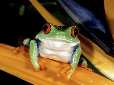 Red-Eyed Tree Frog Other Red-Eyed Tree Frog Other