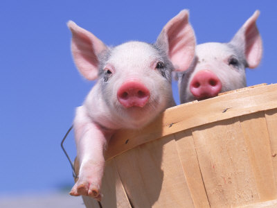 Mixed-Breed Pigs Other Mixed-Breed Pigs Other