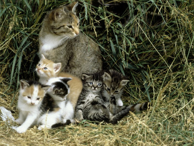 kittens. Cat and Kittens in Hay